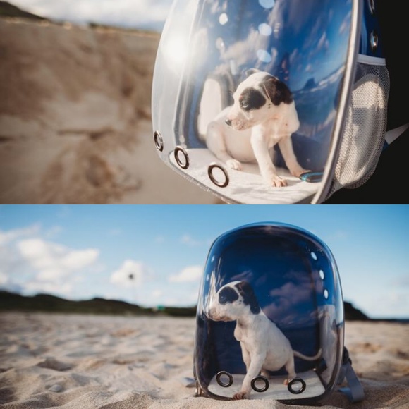 westgate pets backpack